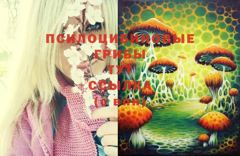 Галлюциногенные грибы Psilocybine cubensis  Лиски 